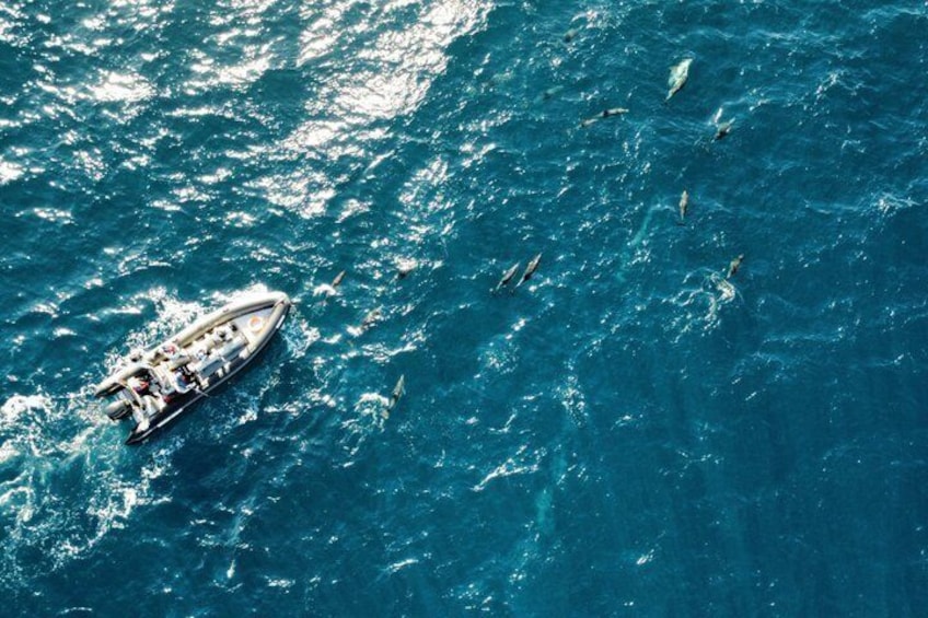 Small Group Dolphin and Wildlife Watching Tour in Faro 2