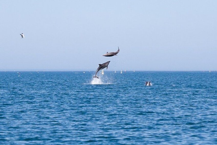 En delfin springer ud af vandet, en person svømmer, og en måge i det fjerne. 1