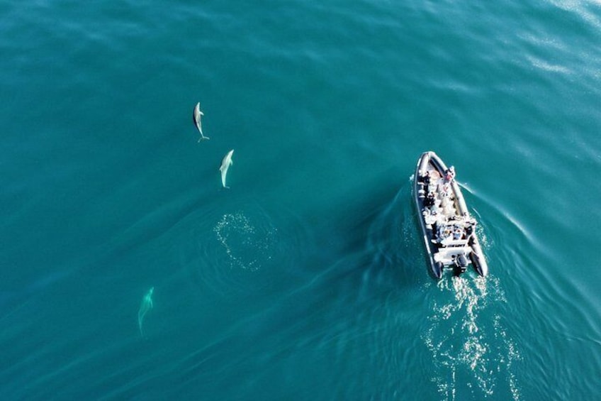 En båt med delfiner som simmar runt den i havet. 4