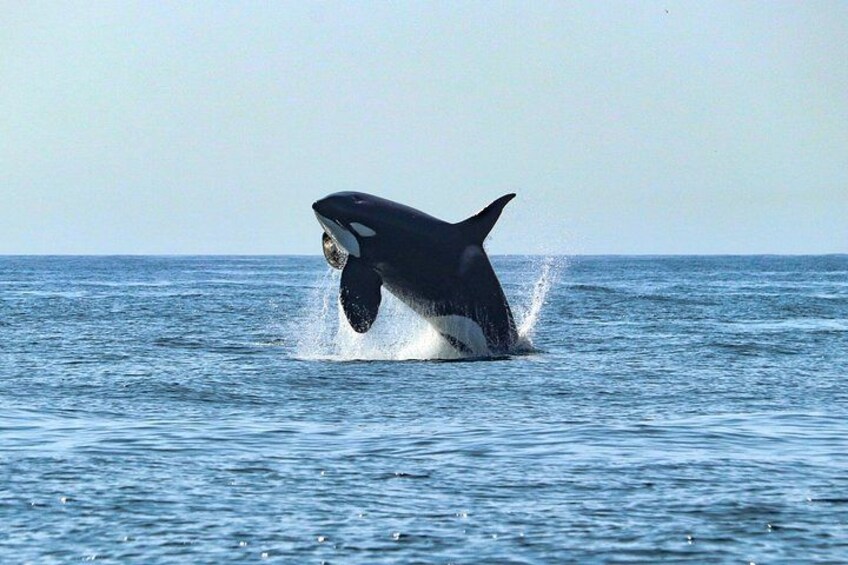 Small Group Dolphin and Wildlife Watching Tour in Faro 4