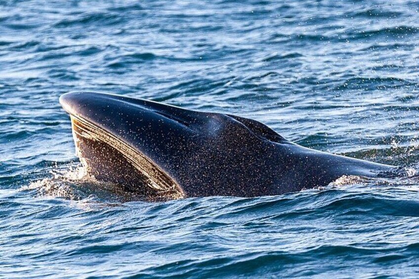 Small Group Dolphin and Wildlife Watching Tour in Faro 3