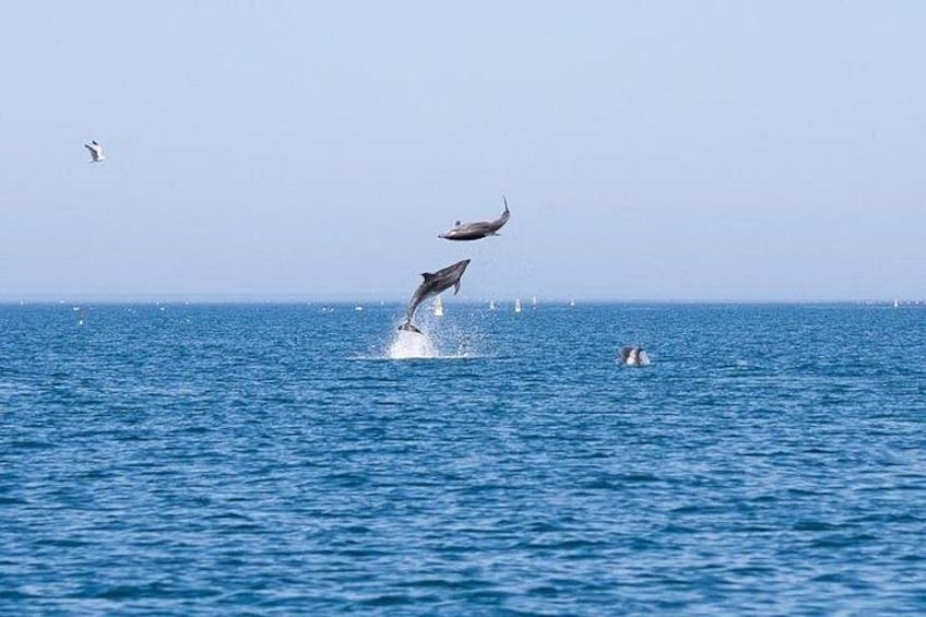 A dolphin leaping out of the water, a person swimming, and a bird flying in the sky. 1