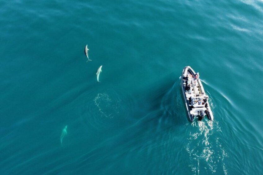 Small Group Dolphin and Wildlife Watching Tour in Faro 3