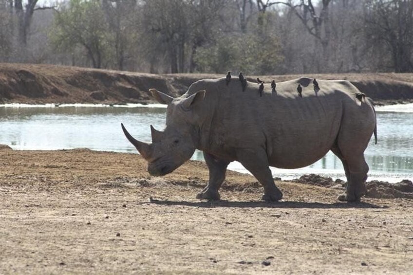 Rhinos At Hlane National Park 1