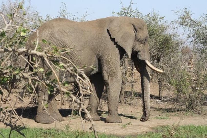 En elefant står på en torr, gräsbevuxen plats med få träd och buskar. 3