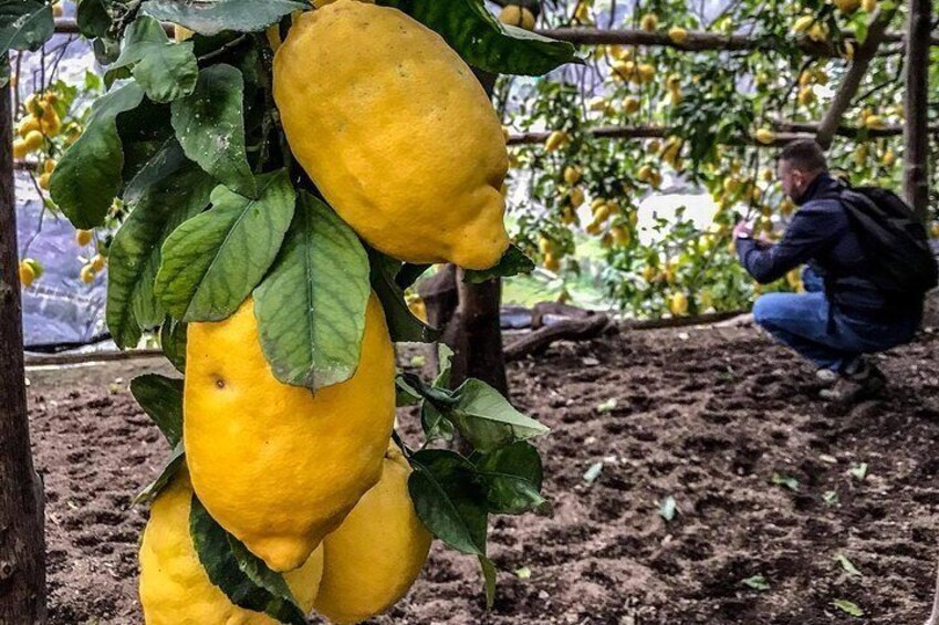 Private Tour: The Path of the Lemons