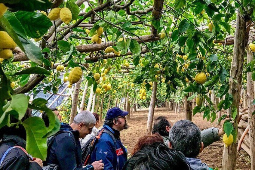 Private Tour: The Path of the Lemons