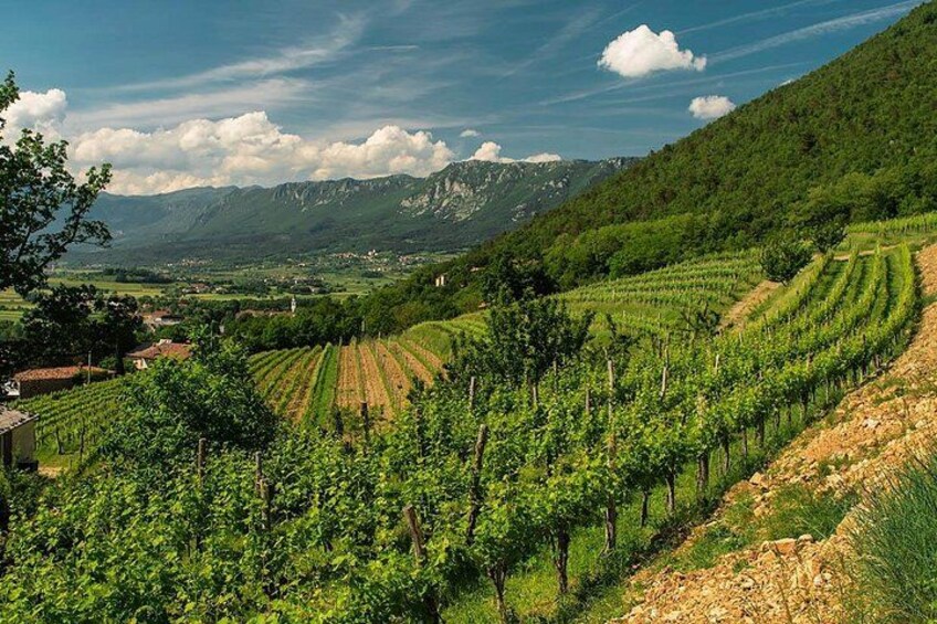 A vineyard with rows of grapevines, a mountain range in the background, and a clear sky. 2