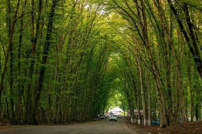 A road flanked by tall bamboo trees. 5