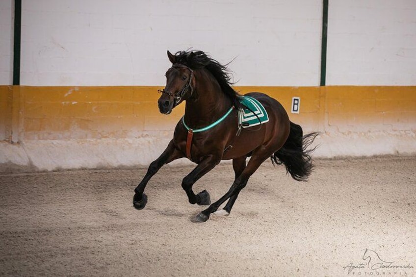Horse and Flamenco Show in Malaga with Dinner 2