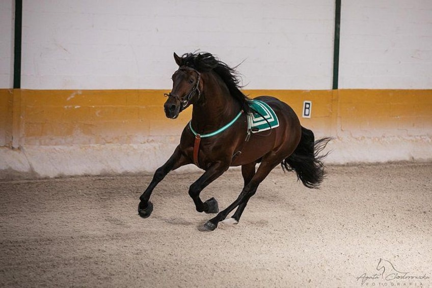 Horse and Flamenco Show in Malaga with Dinner 2