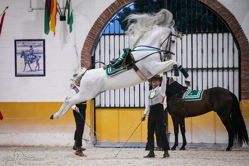Horse and Flamenco Show in Malaga with Dinner 2