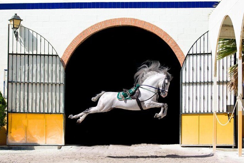 Un caballo blanco saltando por un arco de entrada. 4