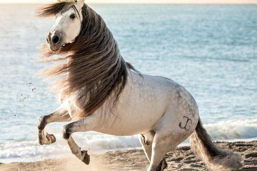 Un caballo blanco de melena negra corriendo por una playa con olas al fondo. 2