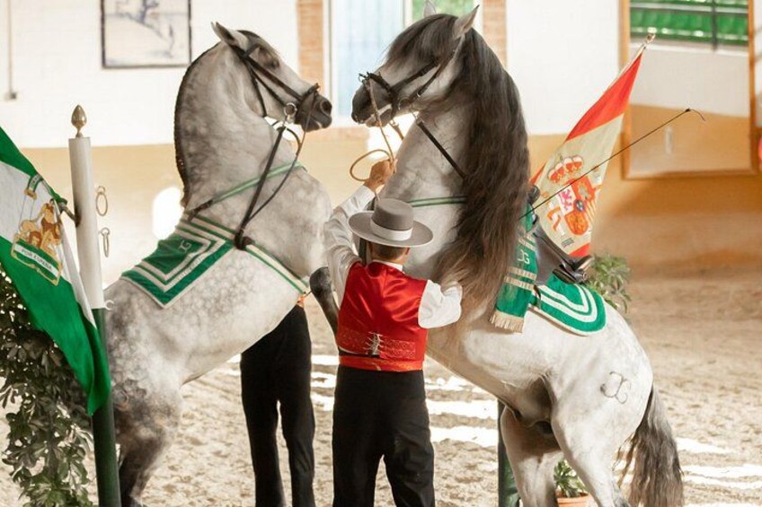 Horse and Flamenco Show in Malaga 5