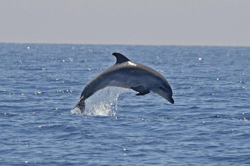 A dolphin leaping out of the ocean water. 1