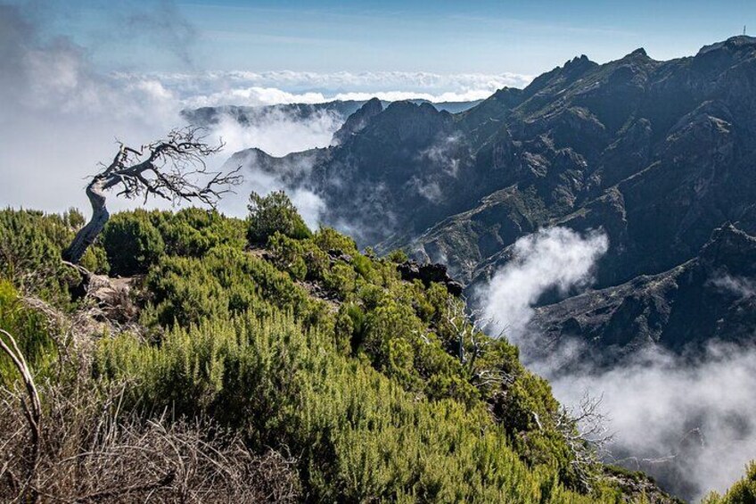 A mountainous landscape with a prominent dead tree, dense green vegetation, and mist-covered peaks. 2
