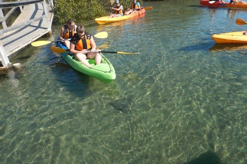 Batemans Bay Glass-Bottom Kayak Tour Over 2 Relaxing Hours 1