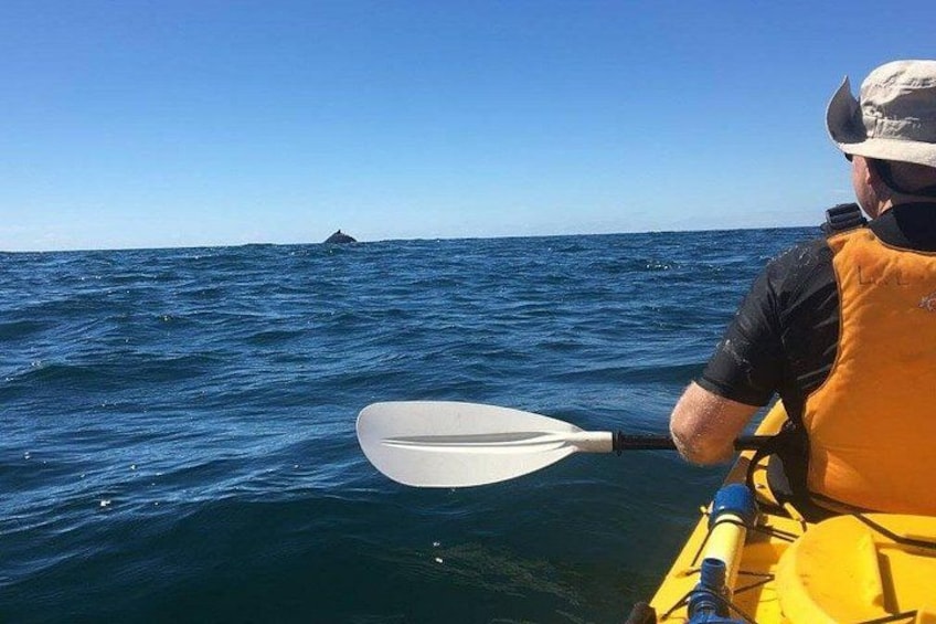 Een persoon in een gele kajak, peddeld op de oceaan, draagt een reddingsvest en een hoed. 4