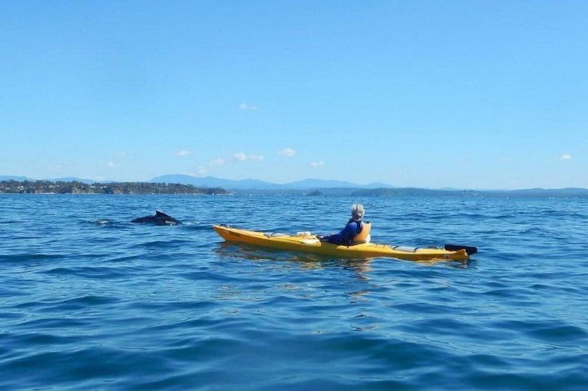 Whale Watching by Sea Kayak in Batemans Bay 1