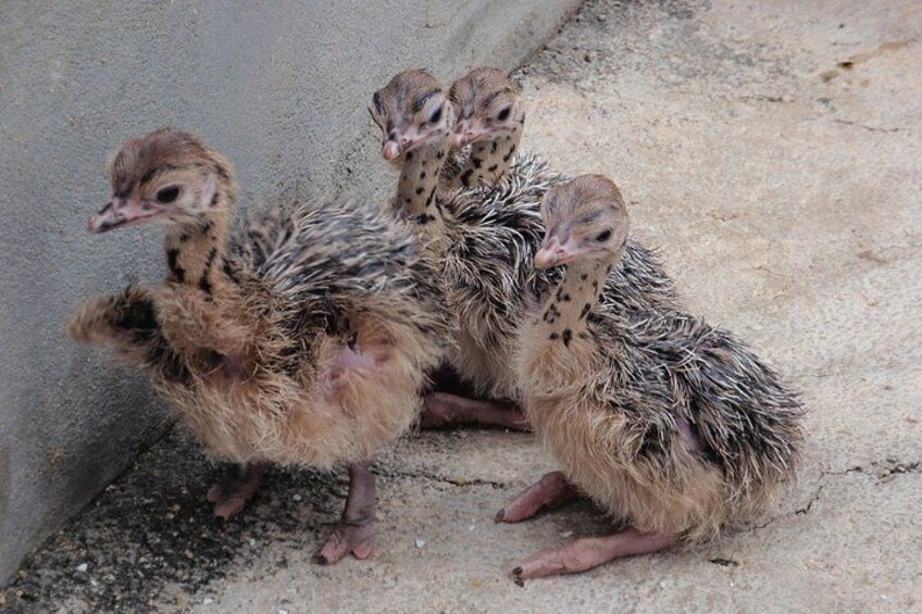 A group of ducklings on a concrete surface. 3