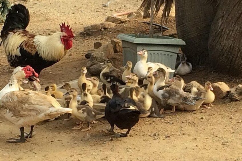 A rooster, ducks, and chicks on a dirt ground near a tree and a green container. 4