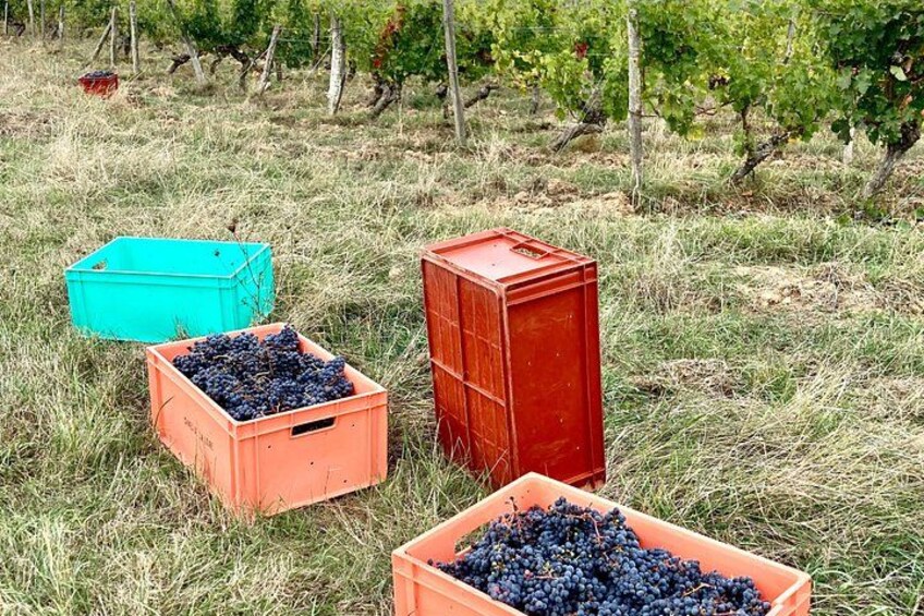 We're a working vineyard. 2