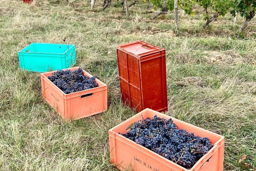 We produce organically. We hand pick. Protecting our eco-system is a major priority for us. 3