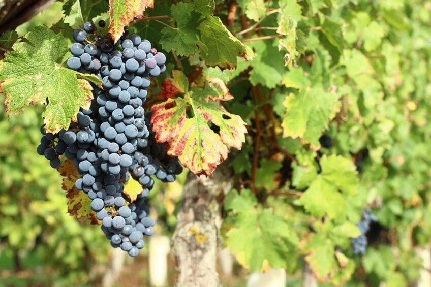 We produce Cabernet France for our red wines. 3