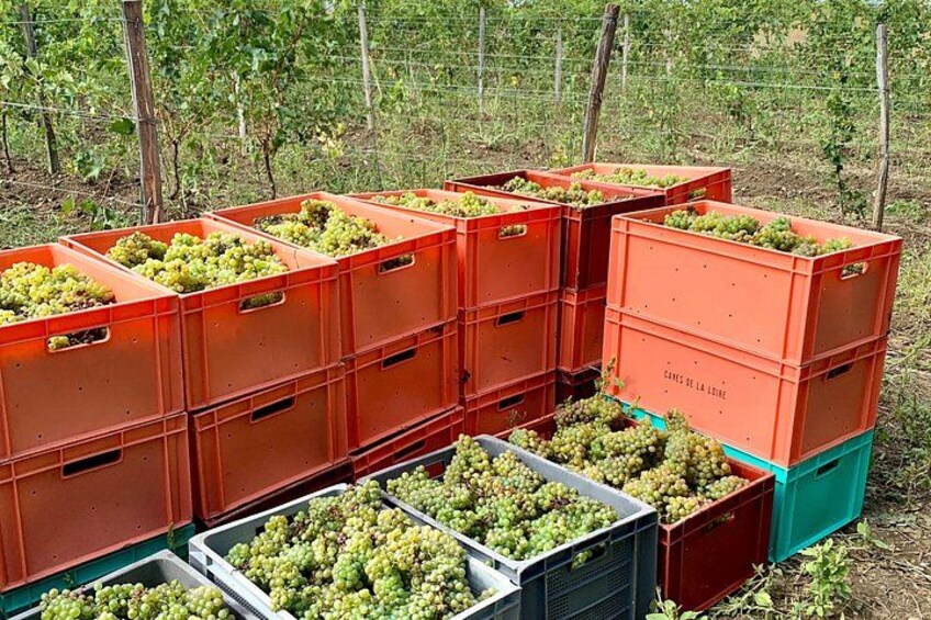 We're a working vineyard. Our white wines are made from Chenin blanc. 2
