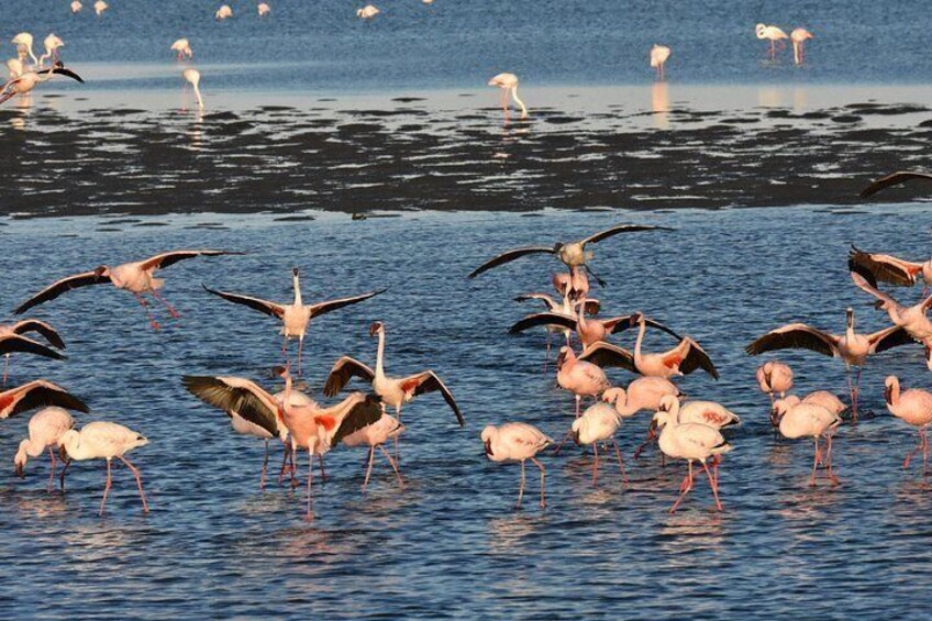 Lesser Flamingos landing in lagoon 2