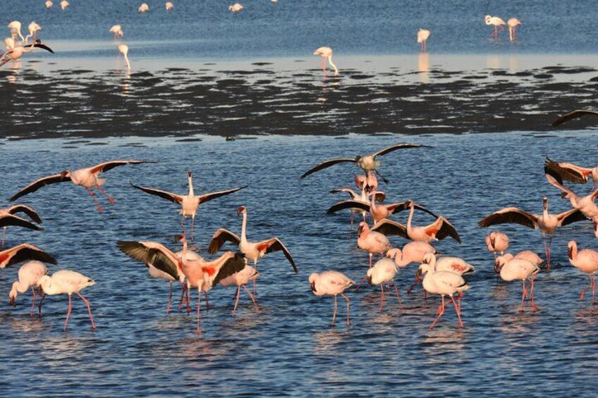 Un groupe de flamants roses, certains debout et d’autres en vol, dans une étendue d’eau. 5