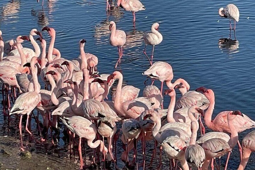 Lesser Flamingos at our first stop 5