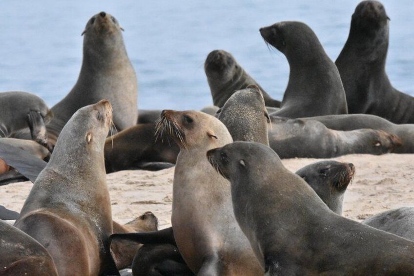 Sammy the Seal is out there somewhere 1