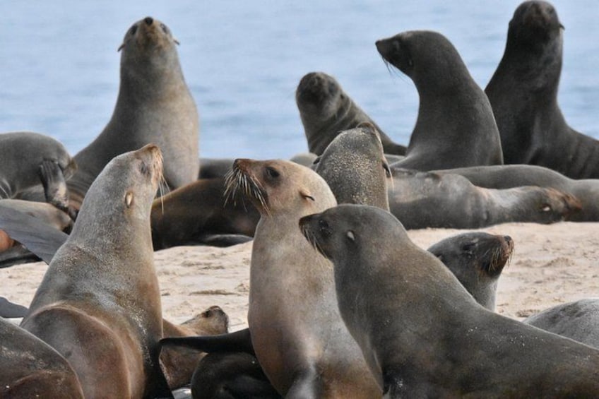 A group of seals on a sandy beach with the ocean in the background. 1