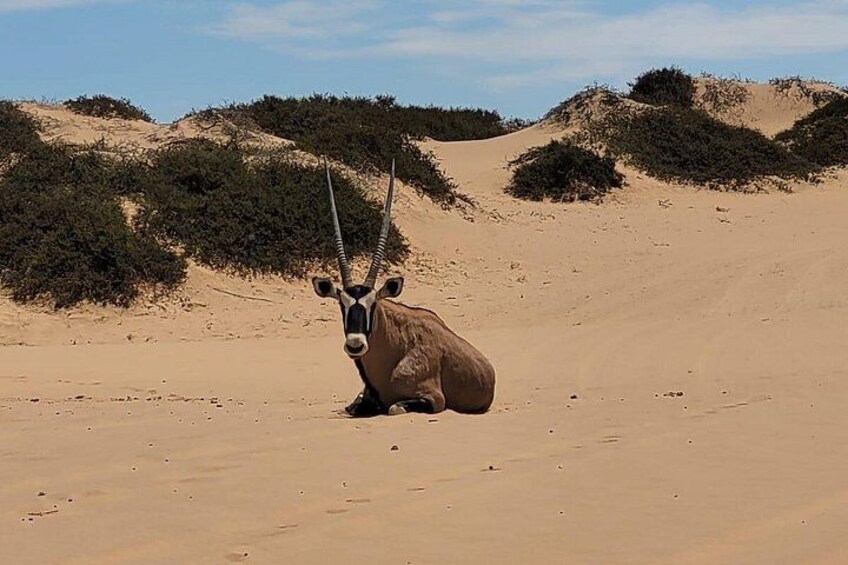 An antelope in a desert with sand dunes and sparse vegetation. 3