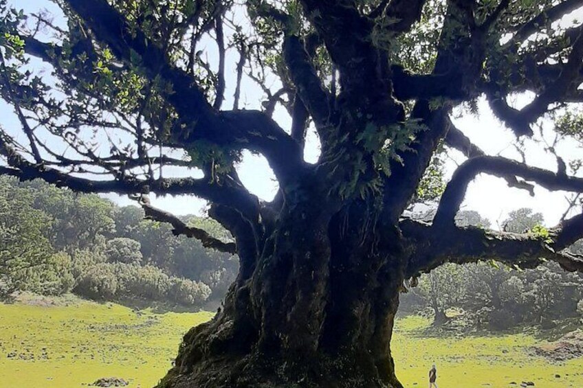 West Tour-Fanal Forest & Porto Moniz Natural Pools Small Groups 2