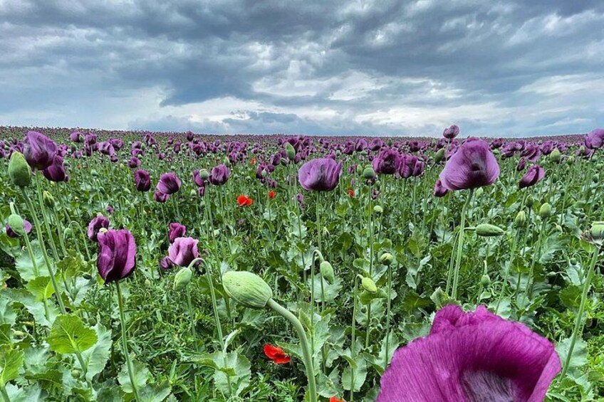 Un campo di papaveri viola sotto un cielo nuvoloso. 2