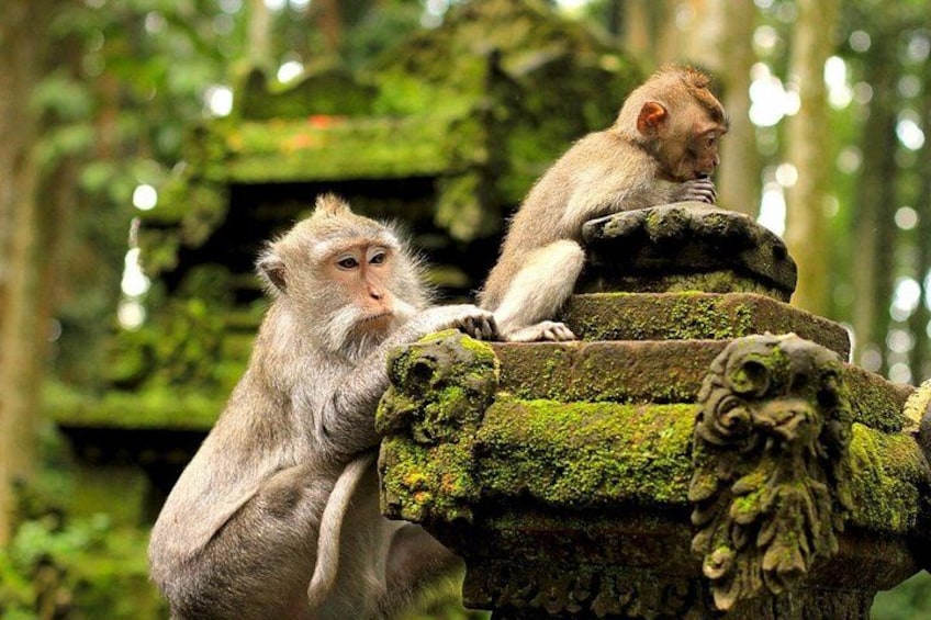 Ultimate Ubud Adventure Day 2