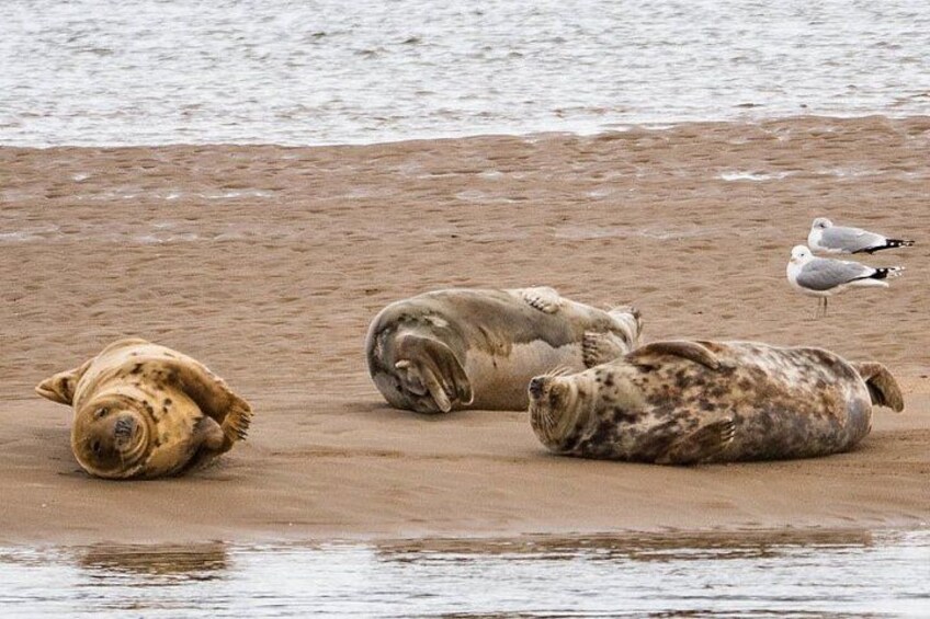 The basking Seals of Loch fleet 1