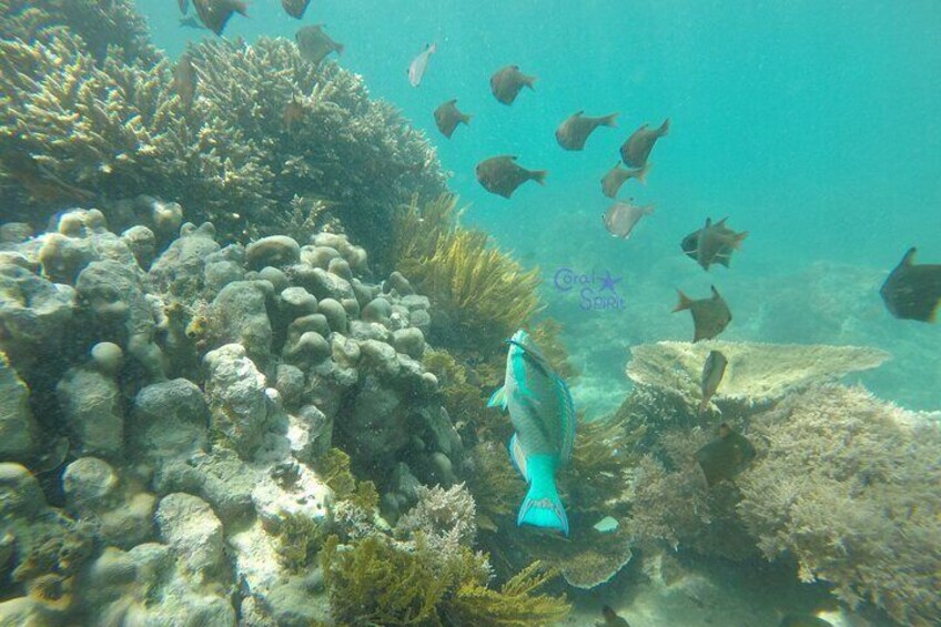 A coral reef with various fish swimming around. 5