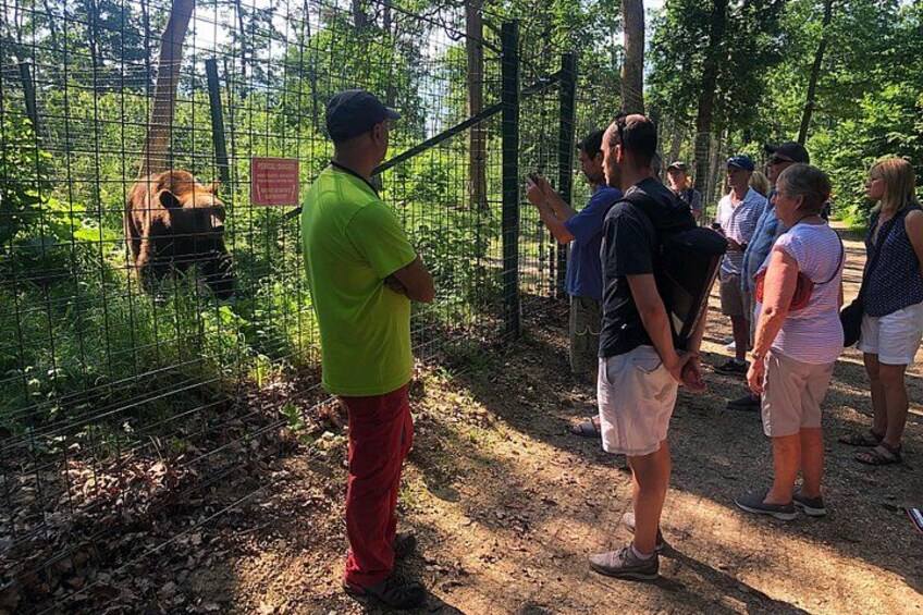 Un groupe de personnes observe une vache à travers une clôture, dans une zone boisée. 4