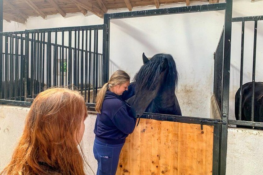 Insider Access: Pure Friesian horses. 3