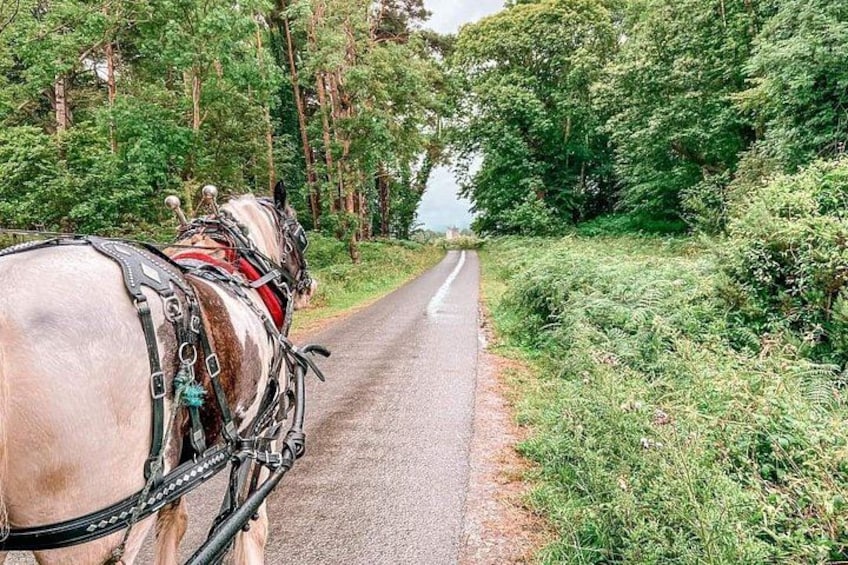 Killarney National Park Tour 4