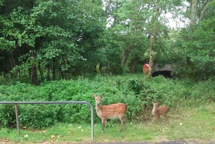 Killarney National Park Tour 2