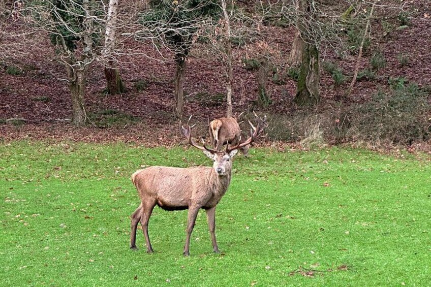 Killarney National Park Tour 2