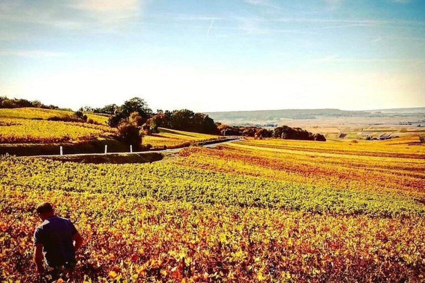 Vineyars of Champagne Credit photo : Julien Cointe 2