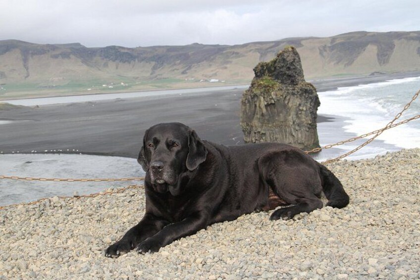 Un perro negro recostado en una orilla rocosa con una cadena, una gran formación rocosa y una playa al fondo. 2