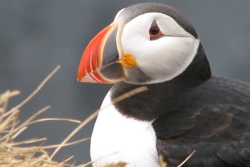 Puffin in Dyrhólaey 1