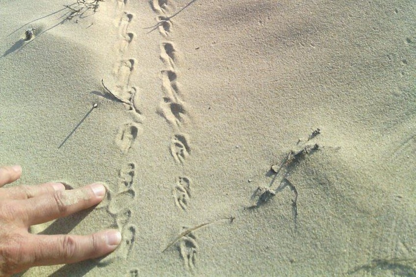 Guided Marine Walk: Sardinia Bay (Marine Protected Area) - 1 & Half Hour 2